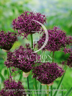 Atropurpureum
