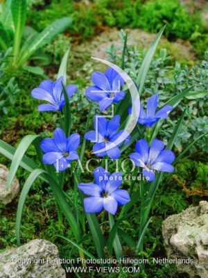 Tecophilaea cyanocrocus