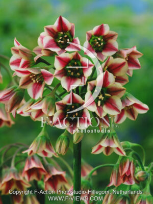 Siculum