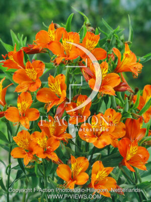 Orange King