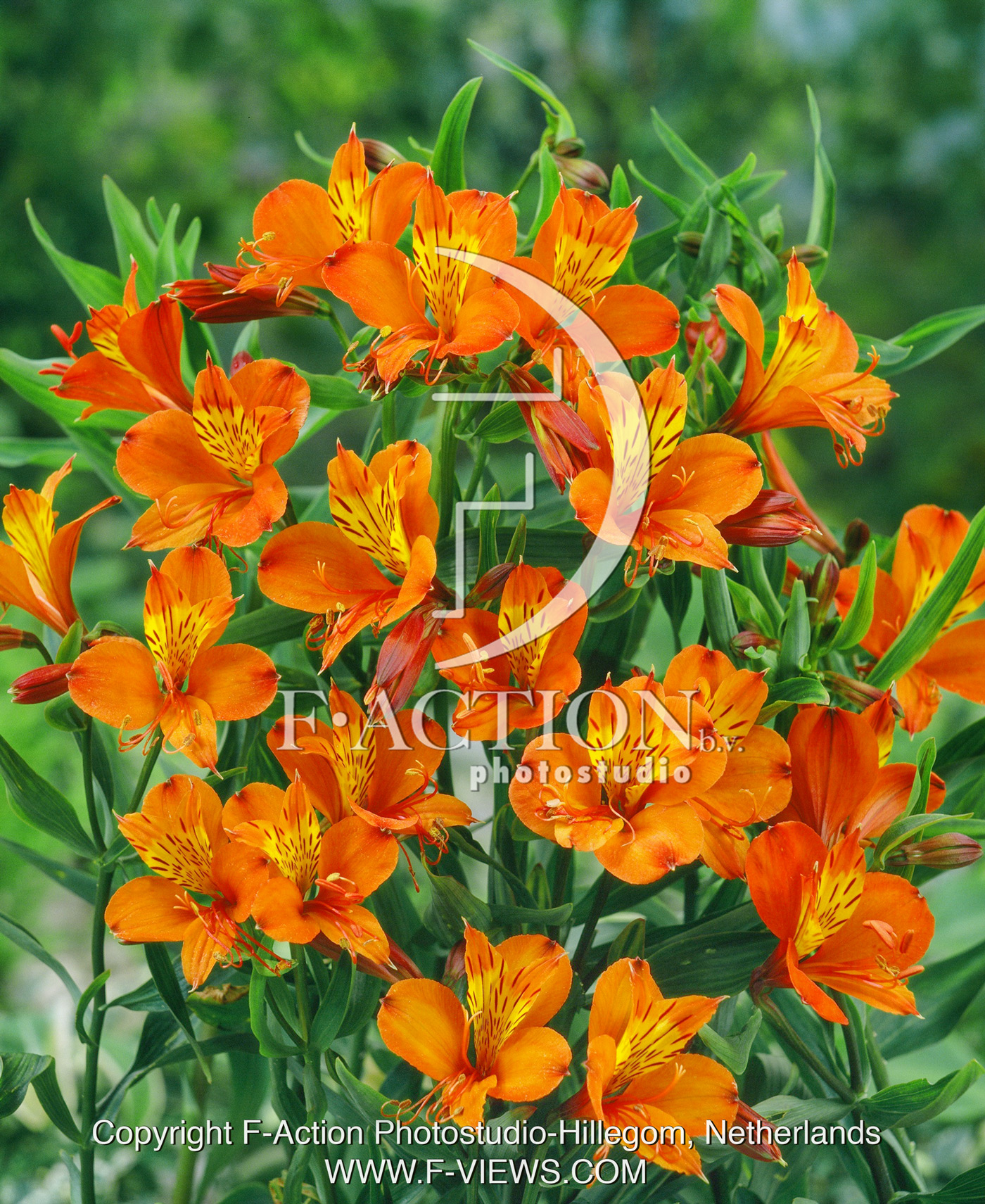 Orange King