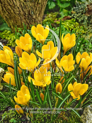 flava Yellow
