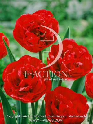 Bombastic Red