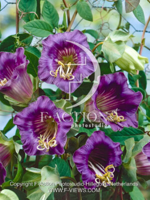 Scandens