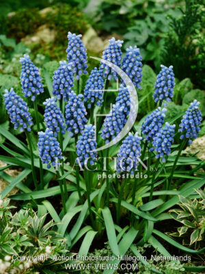 aucheri Blue Magic