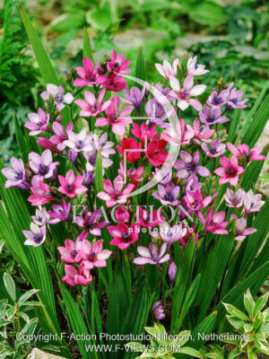Stricta Mixed