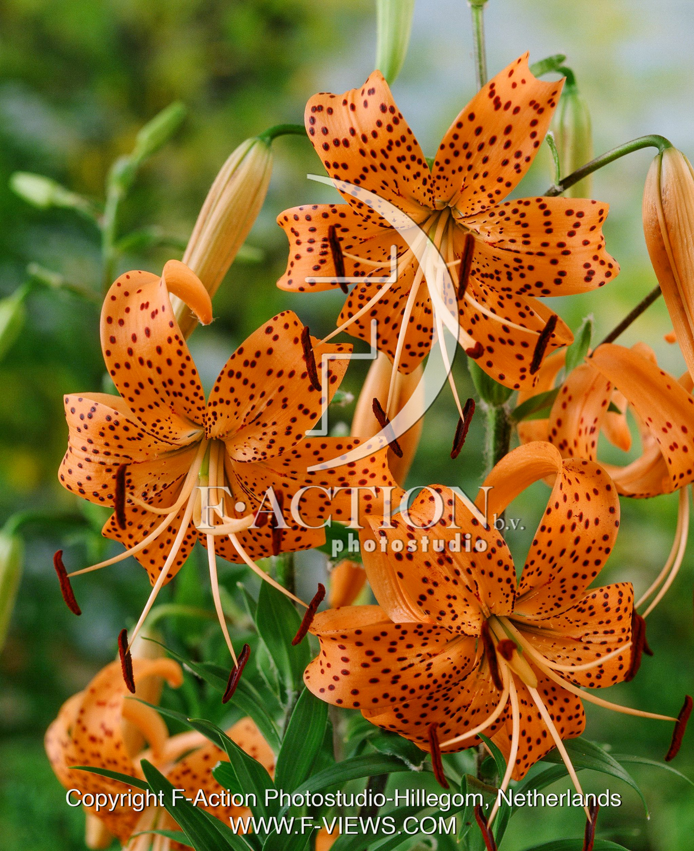 tigrinum Splendes