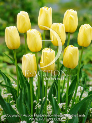 Yellow Maureen