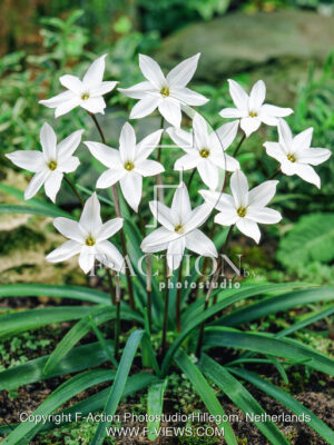 uniflorum 'Alberto Castillo'