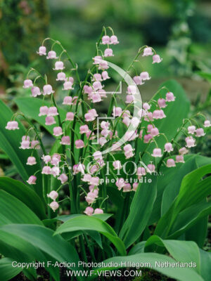 majalis 'Rosea'