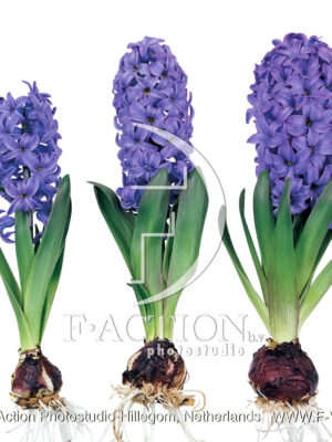 Delft Blue Bulb sizes