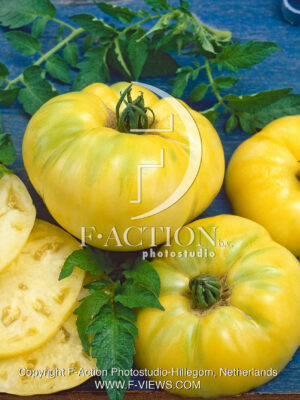 Great white Beefsteak