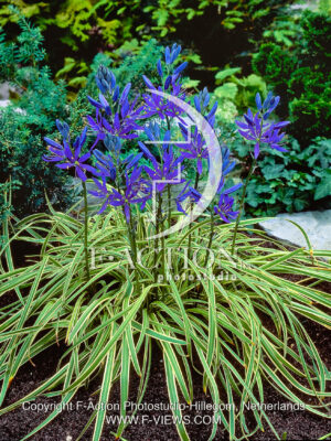 Blue Melody