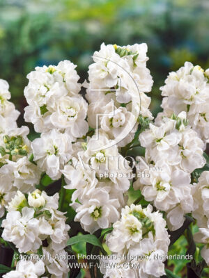 Sugar Spice white