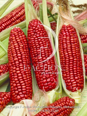 Sweet Scarlet F1