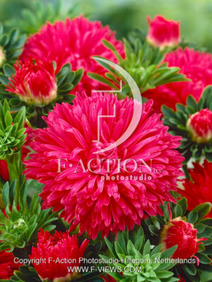 Apollonia Red