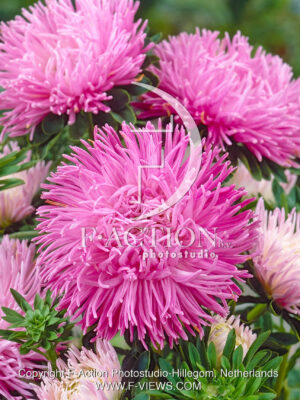 Ball Pink