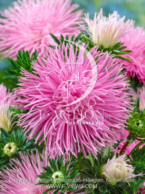 Unikum Pink