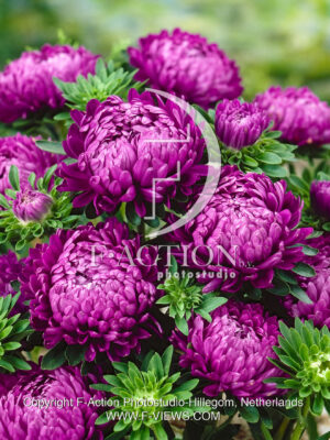 Schambor Purple