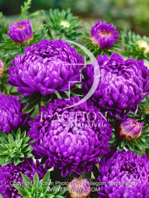 Duchesse Dark Blue