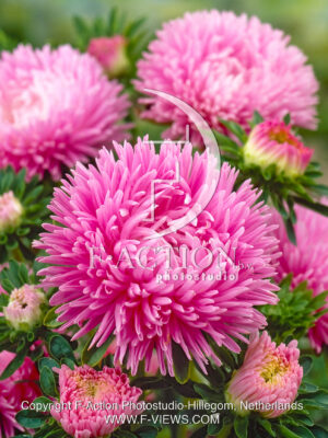 Ball Light Pink