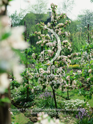 Flowering