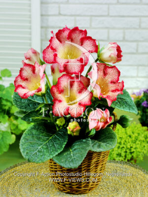 tigrina Red