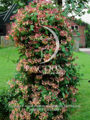 japonica 'Chinensis'