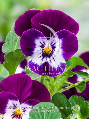 corina F1 Violet with Eye