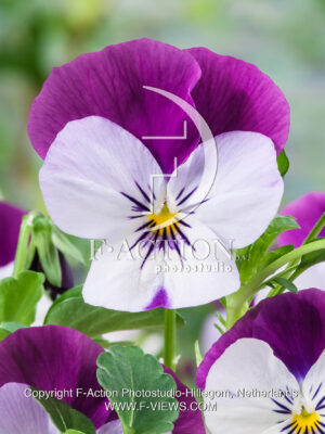 corina F1 Lilac with Purple Wing