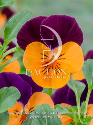 corina F1 Orange with Purple Wing