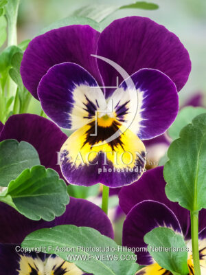 corina F1 Violet with Yellow Face