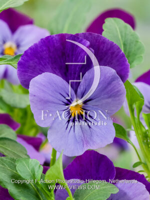 corina F1 Violet Flare