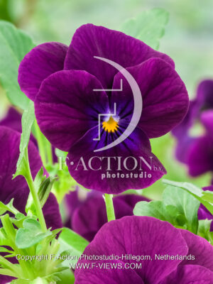 corina F1 Violet