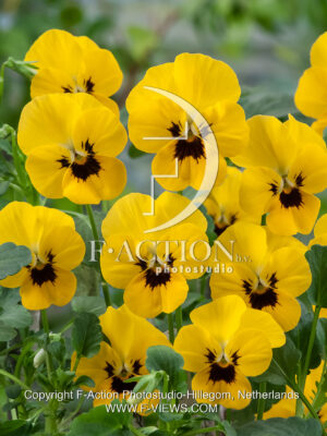 corina F1 Yellow with Blotch
