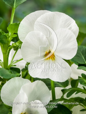 corina F1 White