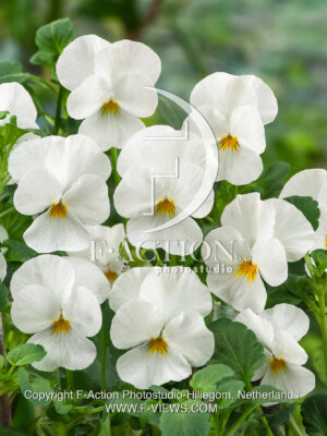 corina F1 White