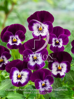 corina F1 Violet with Eye