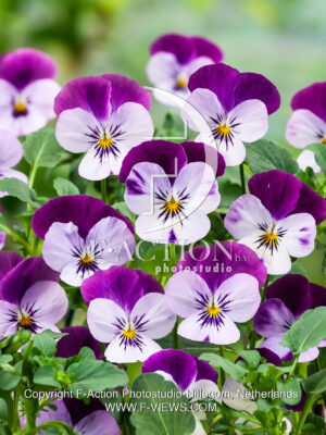 corina F1 Lilac with Purple Wing