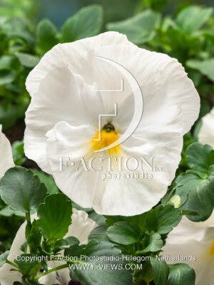 pansy F1 cello Pure White