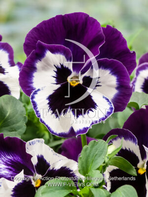 pansy F1 cello Violet Face