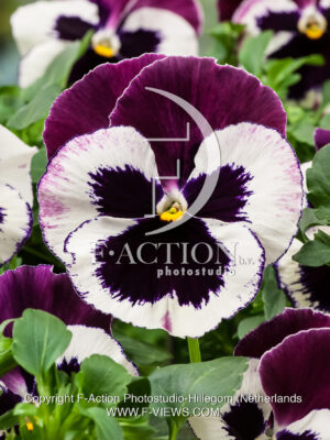 pansy F1 cello White with Rose Wing