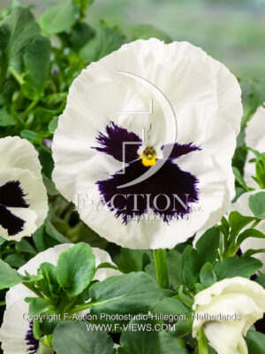 pansy F1 cello White with Blotch