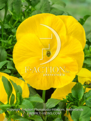 pansy F1 cello Pure Yellow