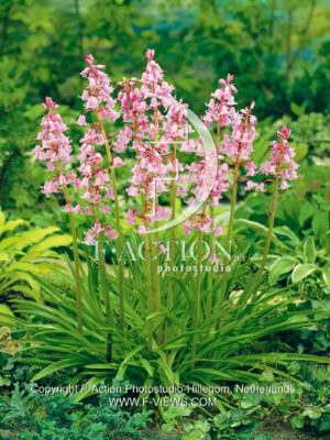 hispanica Pink