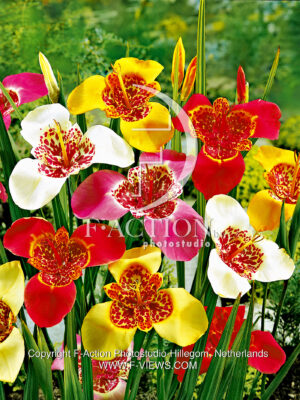 pavonia Mixed