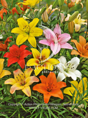 asiatic Mixed