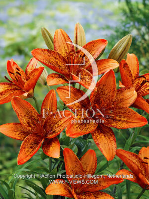 Lativa orange Maroon