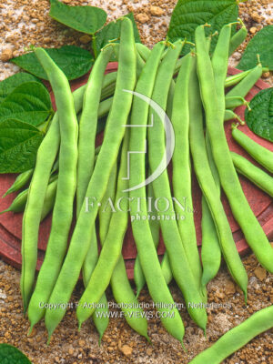 vulgaris Dea