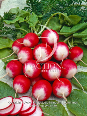 Poloneza